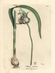 Vanlig dyrket hvitløk, Allium sativum
