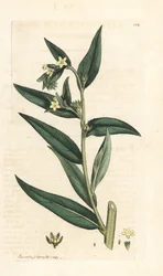 Common gromwell, Lithospermum officinale (Gremil officinal) Håndfarget kobberstikk etter en illustrasjon av James Sowerby fra James Smith's English Botany, London