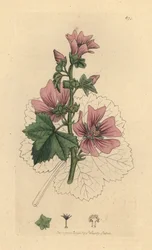 Malva, Malva sylvestris Håndfarget kobberstikk etter en tegning av James Sowerby for James Smiths engelske botanikk
