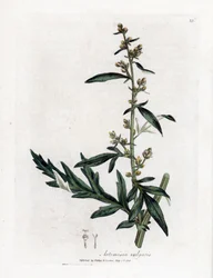 Vanlig eller vulgær sagebrush - bynke, Artemisia vulgaris. Håndfarget kobberstikk fra en botanisk illustrasjon av James Sowerby fra William Woodville og Sir William Jackson Hookers "" Medical Botany,"" John Bohn, London