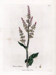 Vanlig oseillle eller stor syre - Hagesyre, Rumex acetosa. Håndfarget kobberstikk fra en botanisk illustrasjon av James Sowerby fra William Woodville og Sir William Jackson Hookers "" Medical Botany,"" John Bohn, London