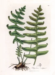 Vanlig polypoda eller trelakris (bregne) - Vanlig polypode, Polypodium vulgare. Håndfarget kobberstikk fra en botanisk illustrasjon av James Sowerby fra William Woodville og Sir William Jackson Hookers "" Medical Botany,"" John Bohn, Lo
