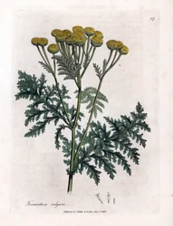 Vanlig reinfann eller sprut - Tansy, Tanacetum vulgare. Håndfarget kobberstikk fra en botanisk illustrasjon av James Sowerby fra William Woodville og Sir William Jackson Hookers "" Medical Botany,"" John Bohn, London