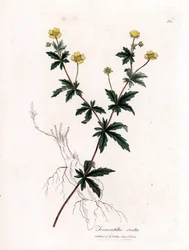 Vanlig tormentil, Potentilla erecta. Håndfarget kobberstikk fra en botanisk illustrasjon av James Sowerby fra William Woodville og Sir William Jackson Hookers "" Medical Botany,"" John Bohn, London