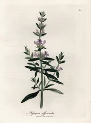 Kompendial isop. Håndfarget kobberstikk fra en tegning av James Sowerby (1757-1822), i Botanique Medicinale