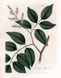 Copaier - Balsam av Copaiva, Copaifera officinalis. Håndfarget kobberstikk fra en botanisk illustrasjon av James Sowerby fra William Woodville og Sir William Jackson Hookers "" Medical Botany,"" John Bohn, London