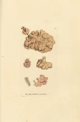 Coralline arter, Corallina auriculariaeformis. (Cactus coralline, Halimedia opuntia?) Håndfarget kobberstikk av James Sowerby fra The British Miscellany, eller fargede figurer av nye, sjeldne eller lite kjente dyreemner.