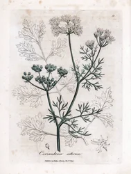 Koriander (Coriandrum sativum). Håndfarget kobbergravering fra en illustrasjon av James Sowerby. Utdrag fra boken til William Woodville og Sir William Jackson Hooker "" Botanique medicinale"" 1832. Den utrettelige Sowerby (1757-1822) tr