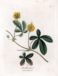 Krypende cinquefoil eller quintefeuille - Vanlig cinquefoil, Potentilla reptans. Håndfarget kobberstikk fra en botanisk illustrasjon av James Sowerby fra William Woodville og Sir William Jackson Hookers "" Medical Botany,"" John Bohn, L