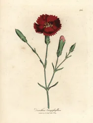 Crimson nellik, fedd rosa, Dianthus caryophyllus