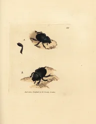 Dorbille eller jordkjedelige møkkbille, Geotrupes puncticollis (Scarabaeus spiniger). Håndfarget kobberstikk av James Sowerby fra The British Miscellany, eller fargede figurer av nye, sjeldne eller lite kjente dyreemner.