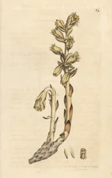 Dutch's pipe, Monotropa hypopitys (Yellow bird's nest, Monotropa hypopithys) (Aristolche) Håndfarget kobberstikk etter en illustrasjon av James Sowerby fra James Smith's English Botany, London