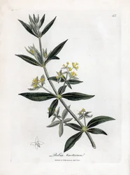 Dyer's madder, Rubia tinctorum. Håndfarget kobberstikk fra en botanisk illustrasjon av James Sowerby fra William Woodville og Sir William Jackson Hookers "" Medical Botany,"" John Bohn, London