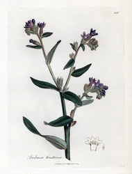 Dyer's orcanette eller tinctorale - Dyer's bugloss eller alkanet, Anchusa tinctoria. Håndfarget kobberstikk fra en botanisk illustrasjon av James Sowerby fra William Woodville og Sir William Jackson Hookers "" Medical Botany,"" 