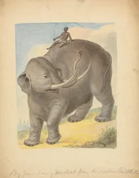 Elefant med rytter