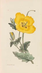 Engelsk botanikk, 1790-1800.
