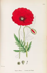 Engelsk botanikk, 1790-1800.