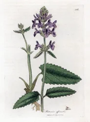Epiary officinale eller betoine - Wood betony, Stachys officinalis. Håndfarget kobberstikk fra en botanisk illustrasjon av James Sowerby fra William Woodville og Sir William Jackson Hookers "" Medical Botany,"" John Bohn, London