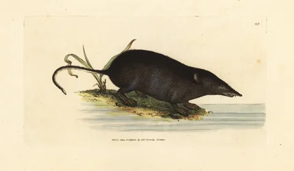 Eurasisk spissmus, Neomys fodiens (Sorex ciliatus, frynsende halemus). Håndfarget kobberstikk av James Sowerby fra The British Miscellany, eller fargede figurer av nye, sjeldne eller lite kjente dyreemner.