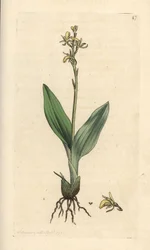Fenorkidé, Liparis loeselii (Dverg ophrys, Ophrys loeselii). Håndfarget kobberstikk etter en illustrasjon av James Sowerby fra James Smith's English Botany, London