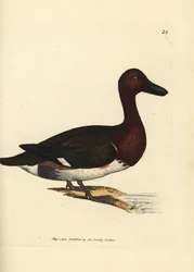 Hvitøyedukkand, Aythya nyroca (Anas nyroca, and med olivenfarget topp). Håndkolorert kobberstikk av James Sowerby fra The British Miscellany, or Coloured figures of new, rare, or little known animal subjects.