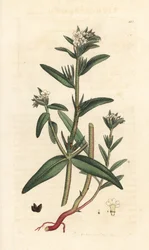 Field gromwell, Buglossoides arvensis (Lithospermum arvense) (Gremil des champs) Håndfarget kobberstikk etter en illustrasjon av James Sowerby fra James Smith's English Botany, London