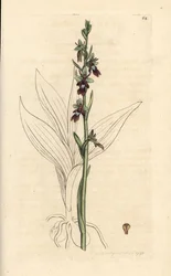 Flueorkide, Ophrys insectifera (Fly orchis, Ophrys muscifera). Håndfarget kobberstikk etter en illustrasjon av James Sowerby fra James Smith's English Botany, London