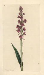 Duftende orkide, Gymnadenia conopsea (Aromatisk orkide, Orchis conopsea). Håndfarget kobberstikk etter en illustrasjon av James Sowerby fra James Smith's English Botany, London