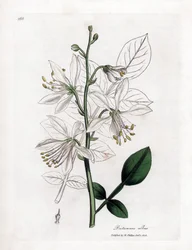 Fraxinelle - Hvit fraxinella eller basardittany, Dictamnus albus. Håndfarget kobberstikk fra en botanisk illustrasjon av James Sowerby fra William Woodville og Sir William Jackson Hookers "" Medical Botany,"" John Bohn, London
