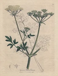 Stekt persille (Apium petroselinum). Håndfarget kobbergravering fra en illustrasjon av James Sowerby. Utdrag fra boken til William Woodville og Sir William Jackson Hooker "" Botanique medicinale"" 1832. Den utrettelige Sowerby (1757-182
