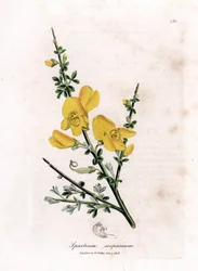 Genet en kost - Vanlig kost, Cytisus scoparius. Håndfarget kobberstikk fra en botanisk illustrasjon av James Sowerby fra William Woodville og Sir William Jackson Hookers "" Medical Botany,"" John Bohn, London