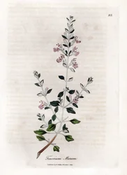 Germandree marum eller germandree av katter - Kattimian, Teucrium marum. Håndfarget kobberstikk fra en botanisk illustrasjon av James Sowerby fra William Woodville og Sir William Jackson Hookers "" Medical Botany,"" John Bohn, London