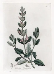 Germandree petit oak - Vanlig germander, Teucrium chamaedrys. Håndfarget kobberstikk fra en botanisk illustrasjon av James Sowerby fra William Woodville og Sir William Jackson Hookers "" Medical Botany,"" John Bohn, London