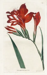 Glaieul cardinal - Litografi av James Sowerby (1757-1822), fra Botanical Magazine av William Curtis (1746-1799)