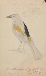 Gullvinget Cacique