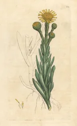 Golden samphire, Limbarda crithmoides (Samphire-leaved fleabane, Inula crithmoides) Håndfarget kobberstikk etter en illustrasjon av James Sowerby fra James Smith's English Botany, London