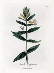 Gratiole officinale - Hekk-isop, Gratiola officinalis. Håndfarget kobberstikk fra en botanisk illustrasjon av James Sowerby fra William Woodville og Sir William Jackson Hookers "" Medical Botany,"" John Bohn, London