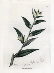 Gremil officinal eller perlegress - Gromwell, Lithospermum officinale. Håndfarget kobberstikk fra en botanisk illustrasjon av James Sowerby fra William Woodville og Sir William Jackson Hookers "" Medical Botany,"" John Bohn, London