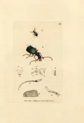 Jordbille, Drypta dentata (Gullmunnet karabus, Carabus chrysostomos). Håndfarget kobberstikk av James Sowerby fra The British Miscellany, eller fargede figurer av nye, sjeldne eller lite kjente dyreemner.