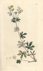 Hoary cinquefoil, Potentilla argentea (Cinquefoil) Håndfarget kobberstikk etter en illustrasjon av James Sowerby fra James Smith's English Botany, London
