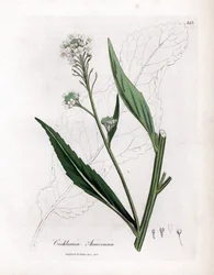 Pepperrot eller cranson - Pepperrot, Armoracia rusticana. Håndfarget kobberstikk fra en botanisk illustrasjon av James Sowerby fra William Woodville og Sir William Jackson Hookers "" Medical Botany,"" John Bohn, London