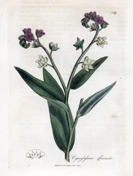 Hundens tunge, Cynoglossum officinale. Håndfarget kobberstikk fra en botanisk illustrasjon av James Sowerby fra William Woodville og Sir William Jackson Hookers "" Medical Botany,"" John Bohn, London
