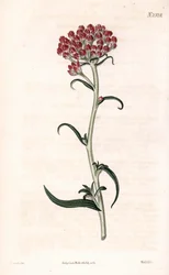 Immortelle-stjerne - Helichrysum stellatum (Kompaktblomstrende gnaphalium, Gnaphalium congestum). Håndfarget kobberstikk av Weddell etter en illustrasjon av James Sowerby fra Samuel Curtis' "" Botanical Magazine,"" London