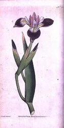 Iris vericolour, plate 21 fra William Curtis 