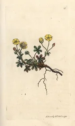 Storblomstret potentilla, Potentilla grandiflora (Spring cinquefoil, Potentilla verna) (cinquefoil) Håndfarget kobberstikk etter en illustrasjon av James Sowerby fra James Smith's English Botany, London