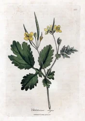 Stor chelidoin eller stor lys - Stor celandine, Chelidonium majus. Håndfarget kobberstikk fra en botanisk illustrasjon av James Sowerby fra William Woodville og Sir William Jackson Hookers "" Medical Botany,"" John Bohn, London