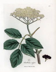 Stor hylle eller svarthylle - Vanlig svarthylle, Sambucus nigra. Håndkolorert kobberstikk etter en botanisk illustrasjon av James Sowerby fra Medical Botany av William Woodville og Sir William Jackson Hooker, John Bohn, London