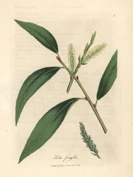 Blader og rakler av crack willow tree, Salix fragilis