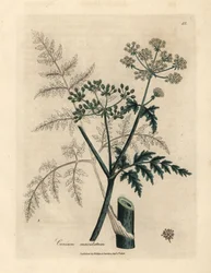 Blader og blomster av hemlock, Conium maculatum