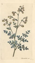 Lesser eng street, Thalictrum minus. Håndfarget kobberstikk etter en illustrasjon av James Sowerby fra James Smith's English Botany, London